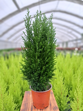 CYPRYSIK LAWSONA ELLWOODII P13