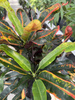 CROTON VARIEGATUM MAMMI P19