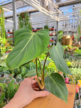 PHILODENDRON GLORIOSUM P6