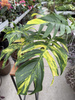 EPIPREMNUM PINATUM CINTHO GOLDFINGER P17