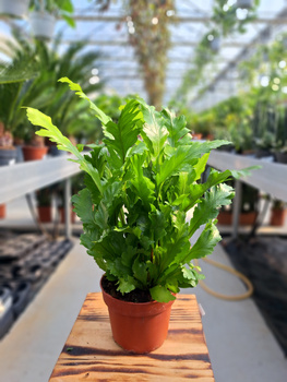 PAPROĆ ASPLENIUM NIDUS CUMPIO P12