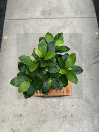 FICUS GINSENG P15