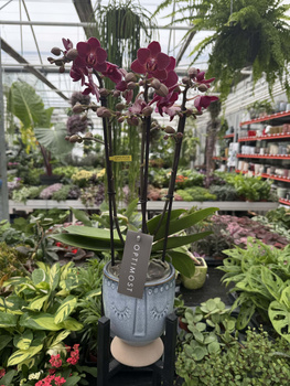 PHALENOPSIS RED LION P12