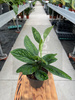EPIPREMNUM MARBLE PLANET P12
