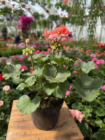 PELARGONIA STOJĄCA ŁOSOSIOWA ZESTAW 6 SZTUK