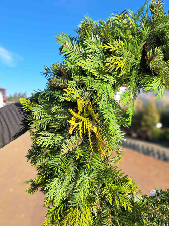 WIANEK MIESZANY JODŁA + CYPRYS 50 CM