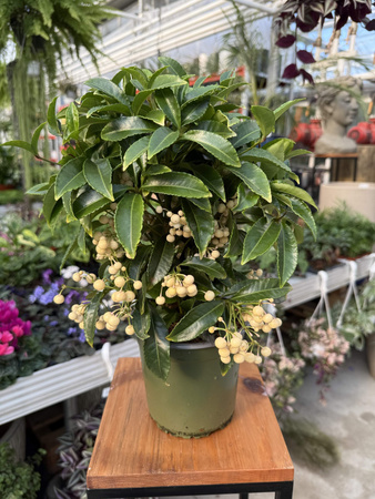 ARDISIA BIAŁA P14