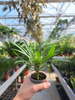 PACHYPODIUM LAMEREI  - PALMA MADAGASKARU P6