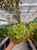 OXALIS YELLOW LEAVES P13