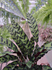 CALATHEA LANCIFOLIA P14