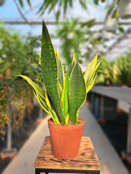 SANSEVIERIA TRI. GOLD FLAME P14