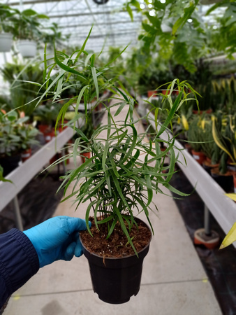 ASPARAGUS FALCATUS P12