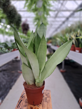 SANSEVIERIA MOONSHINE P12