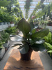PEPEROMIA RED MARGIN P9