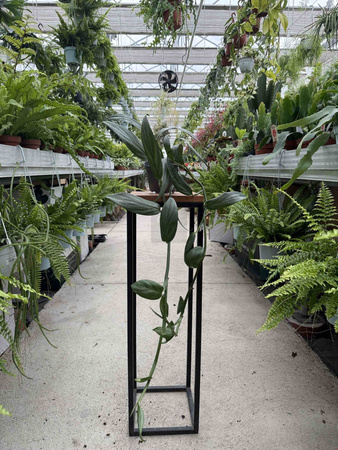 EPIPREMNUM AMPLISSIUM SILVER P12