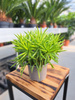 PEPEROMIA HAPPY BEAN P9