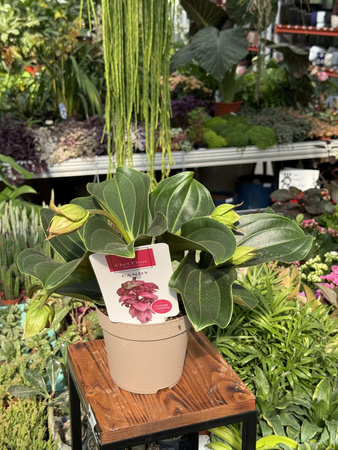MEDINILLA 'CANDY' P14