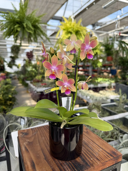 PHALENOPSIS YELLOW 2 TAK P7 MINI