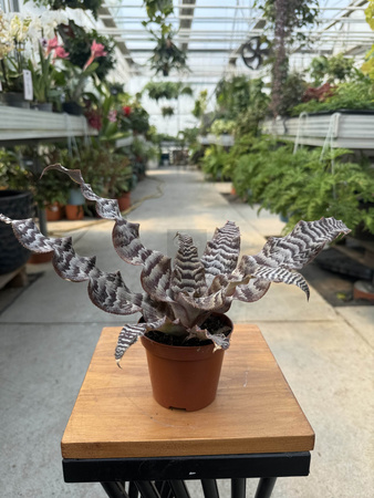 CRYPTANTHUS BRĄZ P9