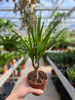 DRACENA MARGINATA P9