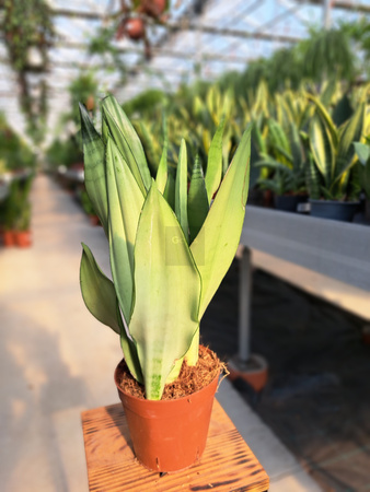 SANSEVIERIA MOONSHINE P14