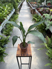 STRELITZIA REGINAE P12