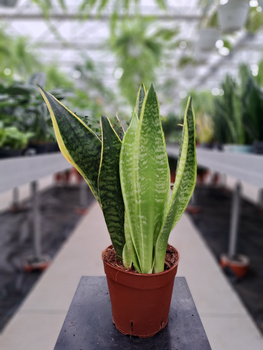 SANSEVIERIA FUTURA SUPERBA P14