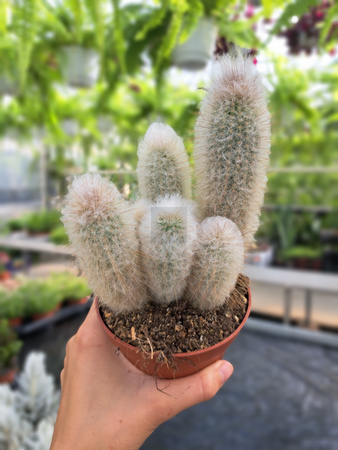 CACTUS AUSTROCEPHALOCE P10
