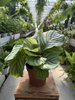 CALATHEA ORBIFOLIA P13