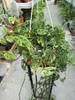 MONSTERA ACUMINATA P20