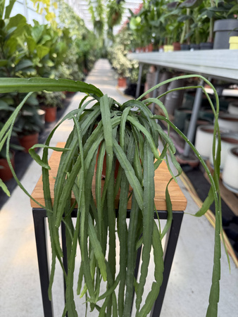 LEPISMIUM BOLIVIANUM P11