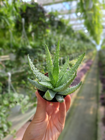 ALOE HUMILIS P5,5