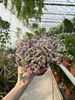 CALLISIA ROSATO P12