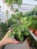 PAPROĆ PTERIS EVERGEMIENSIS P9