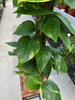 EPIPREMNUM AUREUM PAL P15  H50