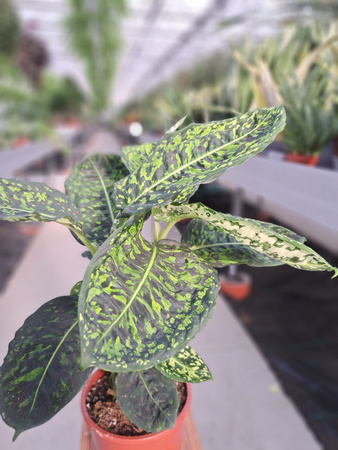 DIEFFENBACHIA REFLECTOR P17