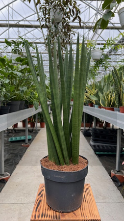 SANSEVIERIA CYLINDRICA SPAGHETTI P17