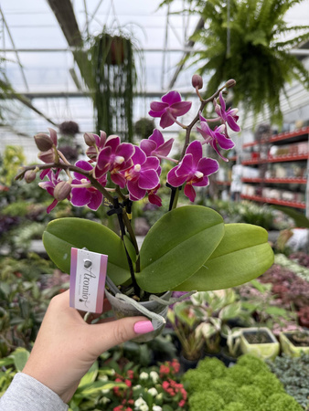 PHALENOPSIS AROMIO FRUITY MINI P7 PROMOCJA