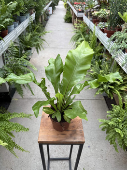 PAPROĆ ASPLENIUM NIDUS P12