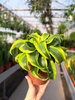 DRACENA FRAGRANS COMPACTA TORNADO P12