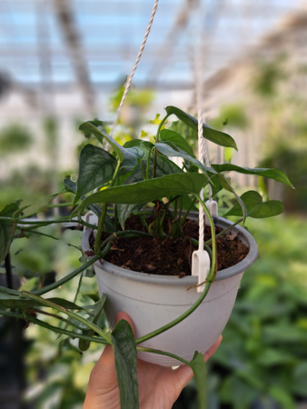 MONSTERA SILTEPECANA DŁUGI ZWIS P16