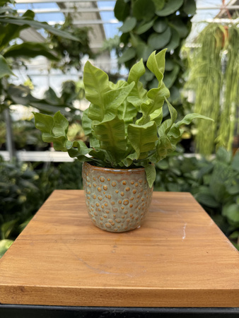 OSŁONKA ZIELONA KROPKA P7