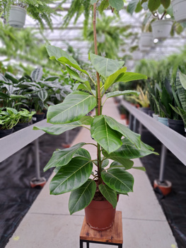 FICUS ALTISSIMA P21