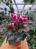 CYCLAMEN BIAŁO-RÓŻOWY P10