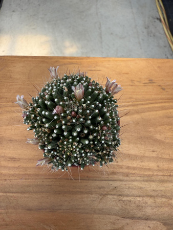 CACTUS KWITNĄCY P5,5