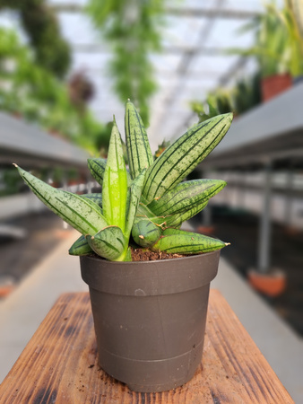 SANSEVIERIA CYLINDRICA INTI P12
