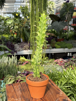 EUPHORBIA LACTEA VARIEGATA P8
