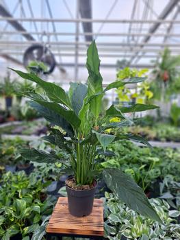 SPATHIPHYLLUM DIAMOND P14