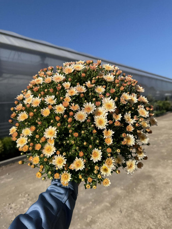 CHRYZANTEMA DROBNOKWIATOWA KREMOWA