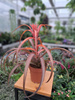 TILLANDSIA CAPITATA P12